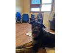 Adopt Lucky a Terrier, Airedale Terrier
