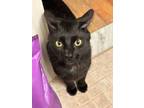 Adopt Rocky a Domestic Short Hair