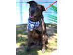 Adopt Houston a Catahoula Leopard Dog