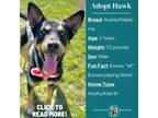 Adopt Hawk a Australian Kelpie, Shepherd