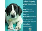 Adopt Osprey a Beagle, Spaniel