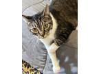 Adopt Jimmy a Domestic Short Hair