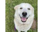 Adopt Bezal a Alaskan Malamute