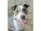 Adopt Galley a Pit Bull Terrier, American Staffordshire Terrier