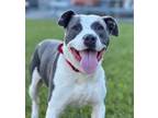 Adopt Galley a Pit Bull Terrier, American Staffordshire Terrier