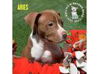 Adopt Zodiac Litter: Aries a American Staffordshire Terrier