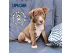 Adopt Zodiac Litter: Capricorn a American Staffordshire Terrier