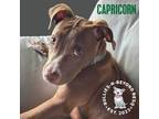 Adopt Zodiac Litter: Capricorn a American Staffordshire Terrier