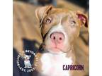 Adopt Zodiac Litter: Capricorn a American Staffordshire Terrier