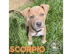 Adopt Zodiac Litter: Scorpio a American Staffordshire Terrier