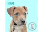 Adopt Zodiac Litter: Scorpio a American Staffordshire Terrier