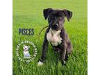 Adopt Zodiac Litter:Pisces a American Staffordshire Terrier