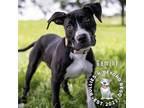 Adopt Zodiac Litter: Gemini a American Staffordshire Terrier