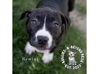 Adopt Zodiac Litter: Gemini a American Staffordshire Terrier