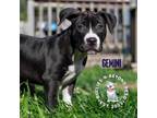 Adopt Zodiac Litter: Gemini a American Staffordshire Terrier