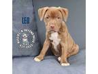 Adopt Zodiac Litter: Leo a American Staffordshire Terrier