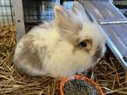 Adopt Oats and Honey a Angora Rabbit