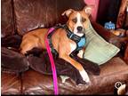 Adopt Leo a Boxer, Pit Bull Terrier