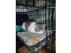 Adopt Carlton a Domestic Short Hair