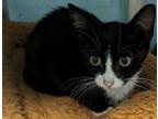 Adopt Roger a Domestic Short Hair