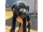 Adopt RUNT a Border Collie, Black Labrador Retriever