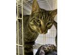 Adopt Remy a Tabby, Domestic Short Hair
