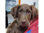 Adopt Carmelo a Labrador Retriever