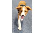 Adopt Kenny a Nova Scotia Duck Tolling Retriever, English Shepherd