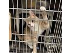 Adopt Lovey a American Shorthair