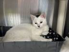 Adopt Ireland a American Shorthair