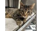 Adopt Prince Andrew a American Shorthair