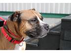 Adopt Garfield a Boxer, Pit Bull Terrier