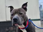 Adopt Romeo a Pit Bull Terrier