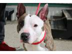 Adopt Senor a Pit Bull Terrier, German Shepherd Dog