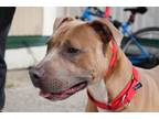 Adopt Whiskey a Pit Bull Terrier, Belgian Shepherd / Malinois