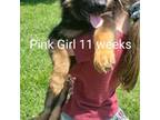 German Shepherd Dog Puppy for sale in Spring Hill, TN, USA