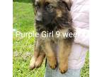 German Shepherd Dog Puppy for sale in Spring Hill, TN, USA