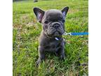 French Bulldog Puppy for sale in Harrison, AR, USA