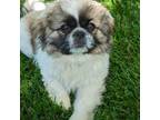 Pekingese Puppy for sale in Clyde, NC, USA