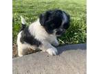 Shih Tzu Puppy for sale in Madison, MO, USA