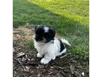Shih Tzu Puppy for sale in Madison, MO, USA