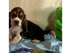 Basset Hound Puppy for sale in Subiaco, AR, USA