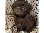Shih Tzu Puppy for sale in Gallatin, MO, USA