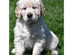 Golden Retriever Puppy for sale in Millersburg, OH, USA