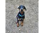 Doberman Pinscher Puppy for sale in Midlothian, VA, USA