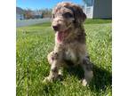 Goldendoodle Puppy for sale in Charlotte, NC, USA