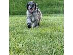 Grey & Brown Merle Male