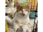 Adopt Carnelian a Domestic Short Hair