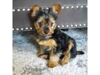 Yorkshire Terrier Puppy for sale in Bremen, IN, USA