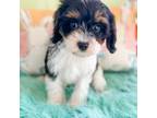 Cavapoo Puppy for sale in Temple, GA, USA